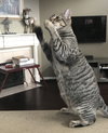 Rousey