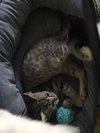 Cuddles
