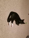 Tux