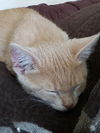 Smee