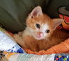 Shermy