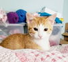 Shermy