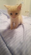 Sawyer