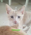 Sawyer