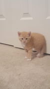 Simba