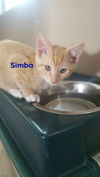 Simba