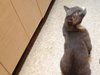 Chairman Meow