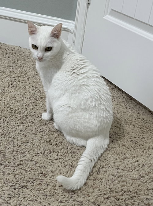 Elsa