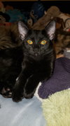 Lily