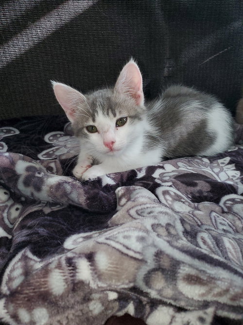 Lil' Lizzie