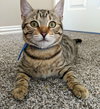 Linus