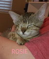 Rosie