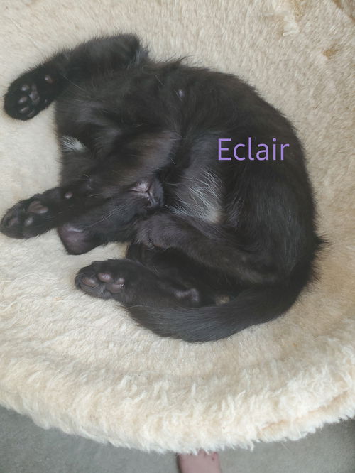 Eclair