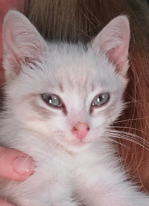 Blu