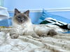 Lily