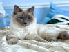 Lily