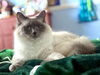 Lily