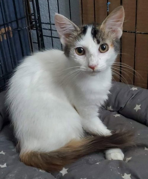 Cora