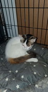 Cora