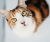 Babette