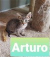 Arturo