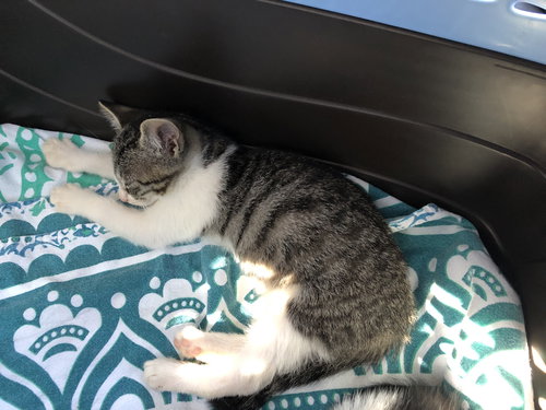 Lila
