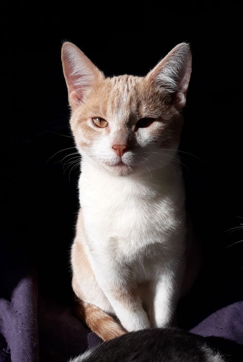 Santana
