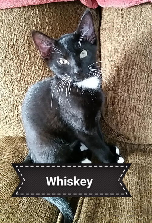 Whiskey Joe