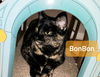 BonBon