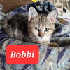 Bobbi