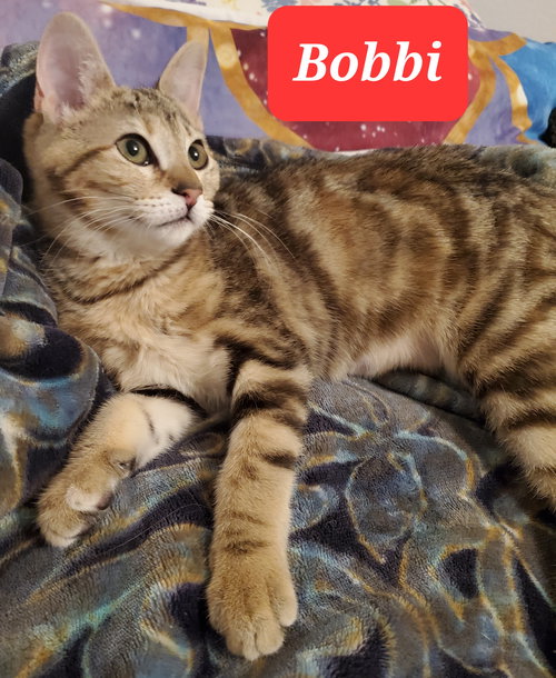 Bobbi