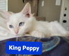 King Peppy