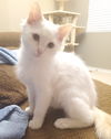King Peppy