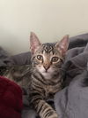 Frazier