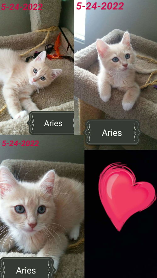 Aries