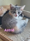 Astrid