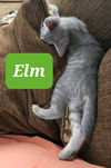 Elm