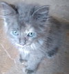 Chloe