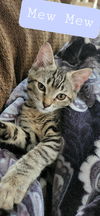 Mew-Mew