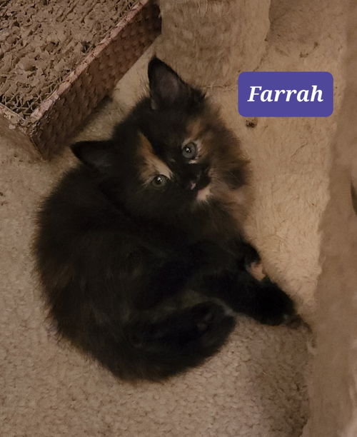 Farrah