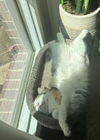 Sunny