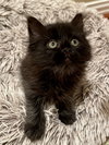 Linus-Bonded Pair- Lucy