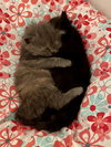Linus-Bonded Pair- Lucy