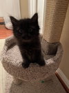 Linus-Bonded Pair- Lucy