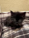 Linus-Bonded Pair- Lucy