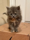 Lucy