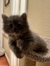 Lucy