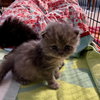 Lucy