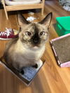 Lilly Belle