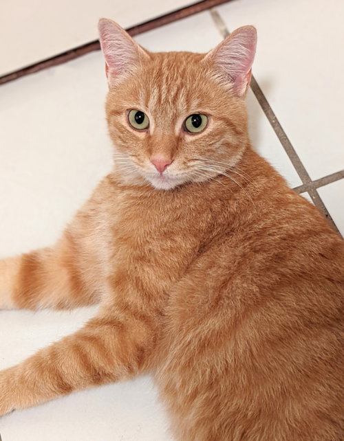 Rufus